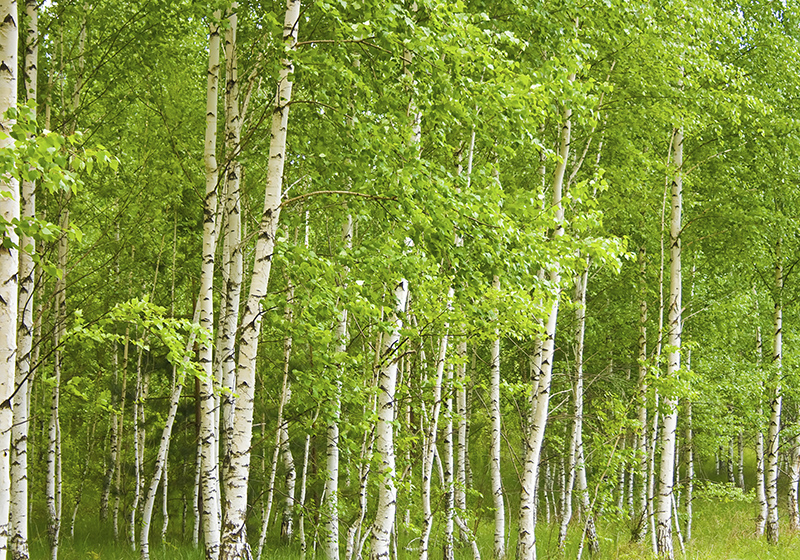 Green vinyl rug birch tree design - TenStickers