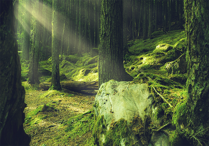 Green vinyl rug nature rocks with moss in forest - TenStickers