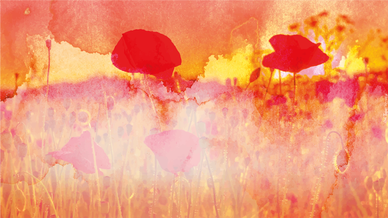 Poppies at sun fall floral rug - TenStickers
