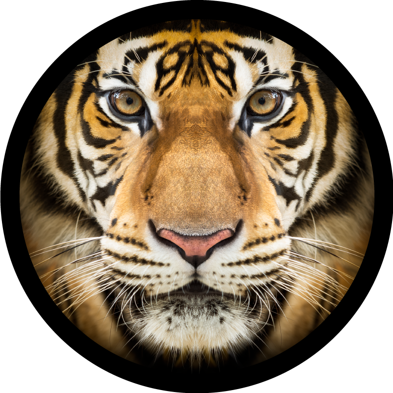 Realistic Tiger animal rug - TenStickers