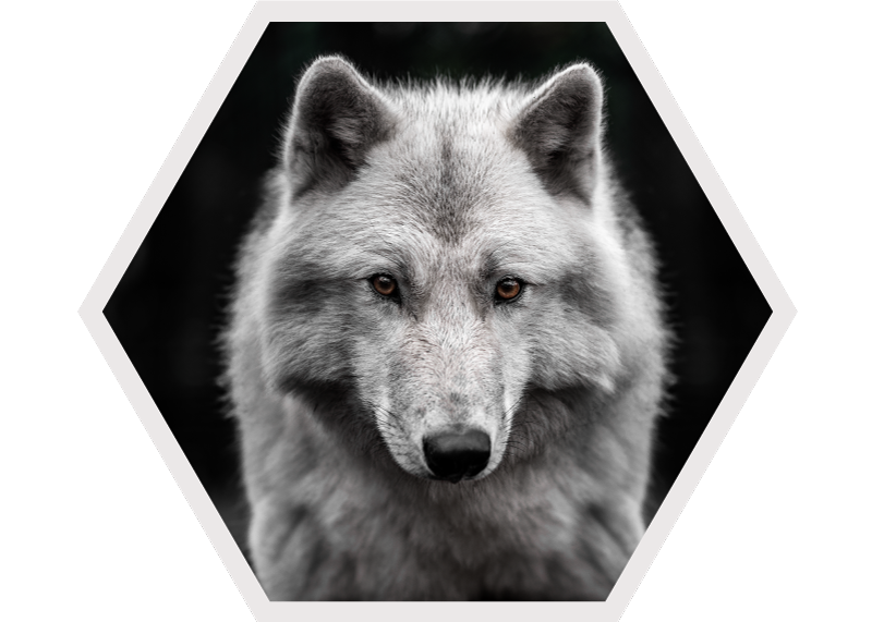 Alpha Wolf on black  animal rug - TenStickers
