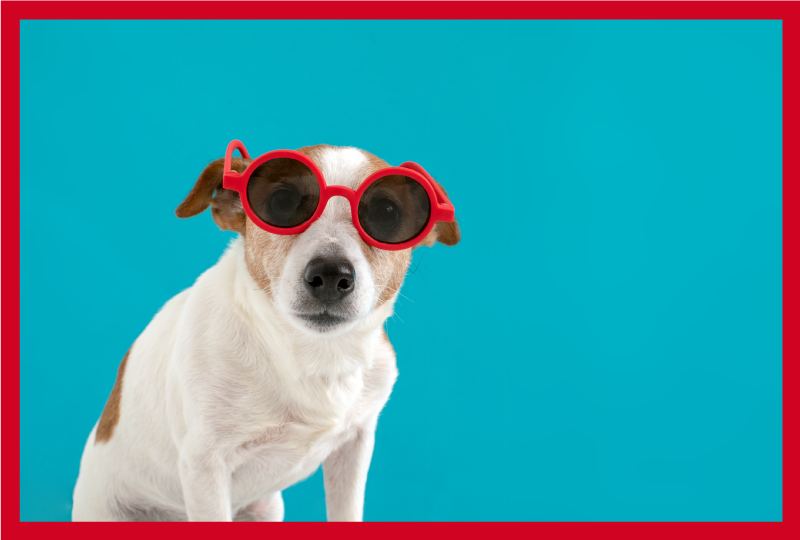 Chic dog portrait animal vinyl rug - TenStickers