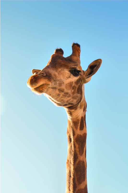 Giraffe headshot animal vinyl rug - TenStickers