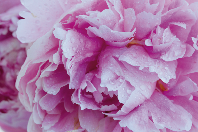 Roseate Peony Bloom flower vinyl rug - TenStickers