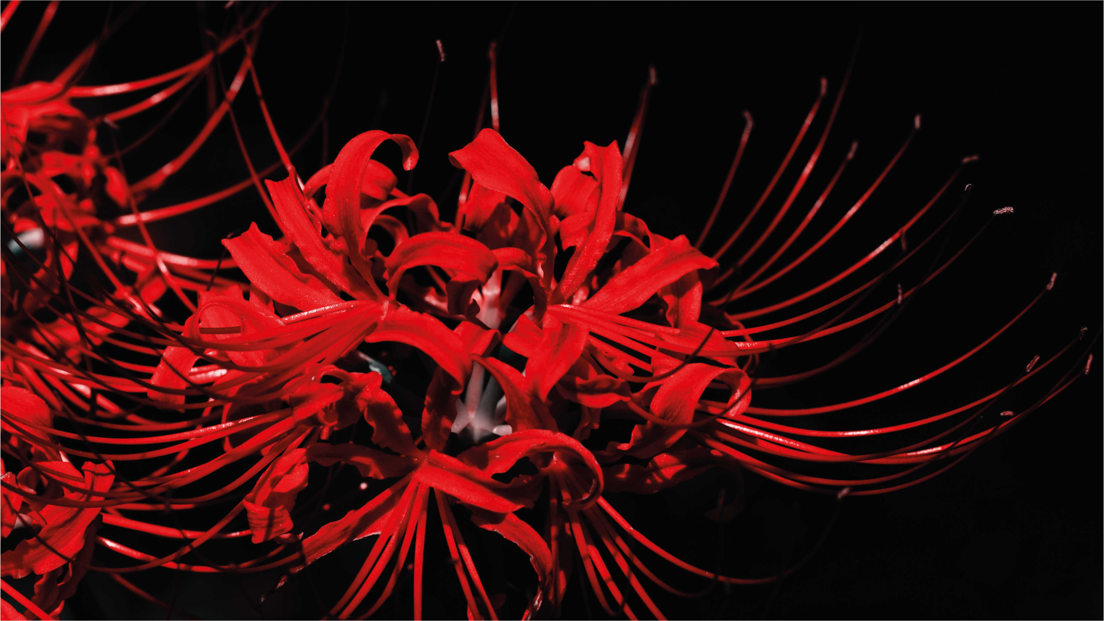 Red spider flowers floral rug - TenStickers