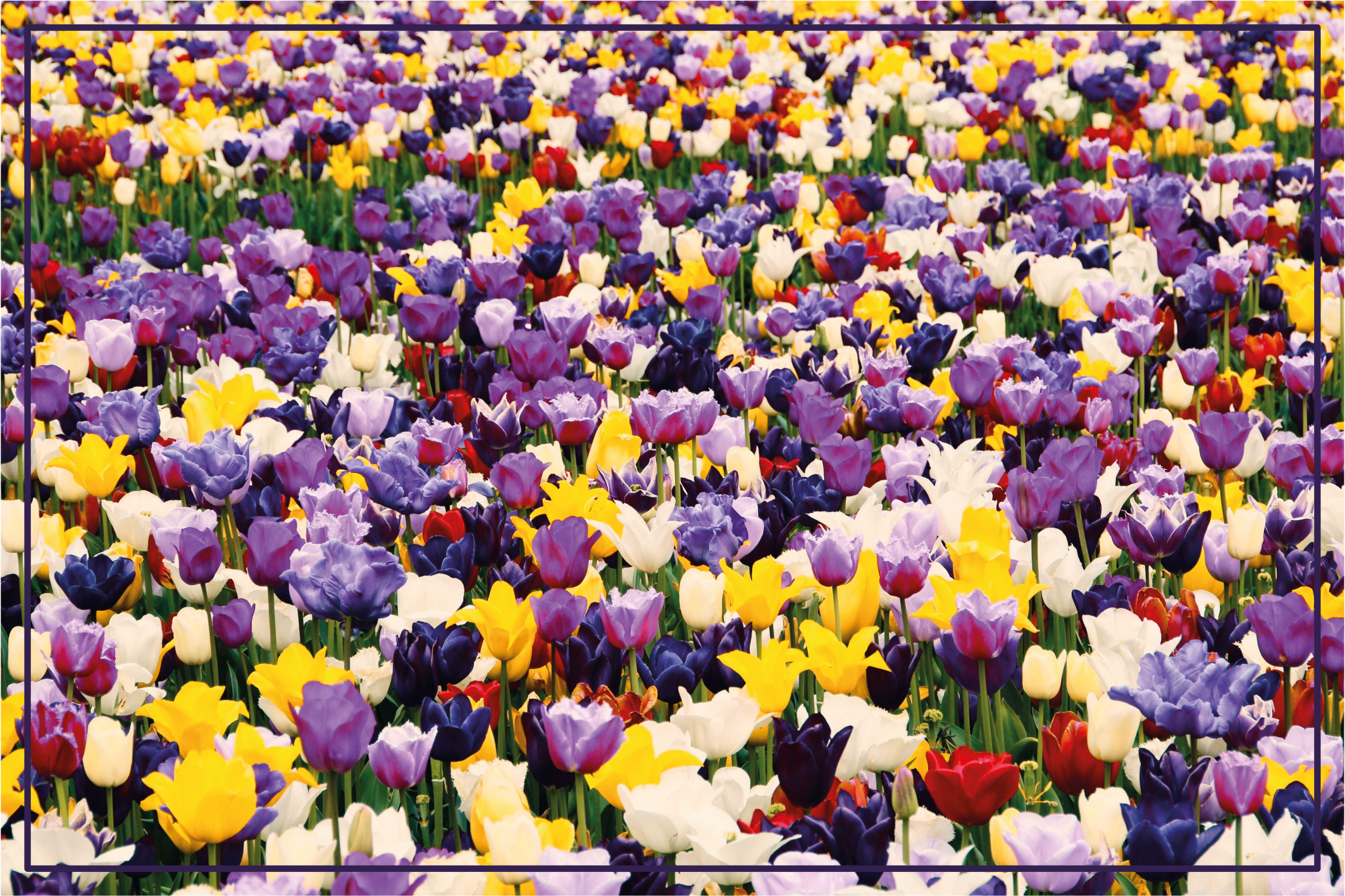Multiple tulips in a field floral rug - TenStickers
