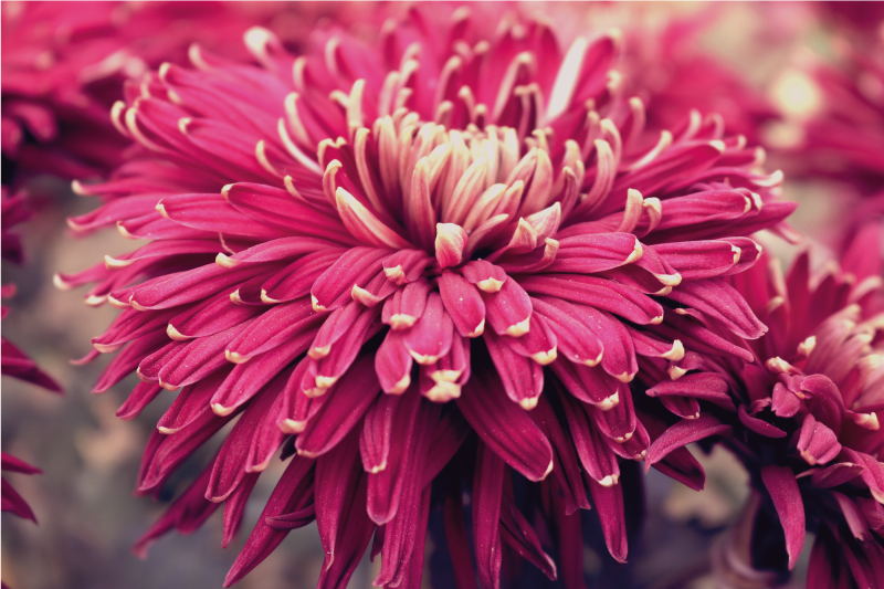 Big flowers design floral rug - TenStickers