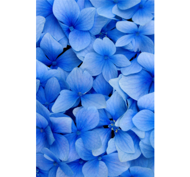 Living room wallpaper hydrangea petals design - TenStickers
